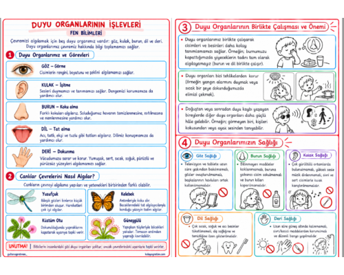 Duyu Organlarının İşlevleri Defter Notu